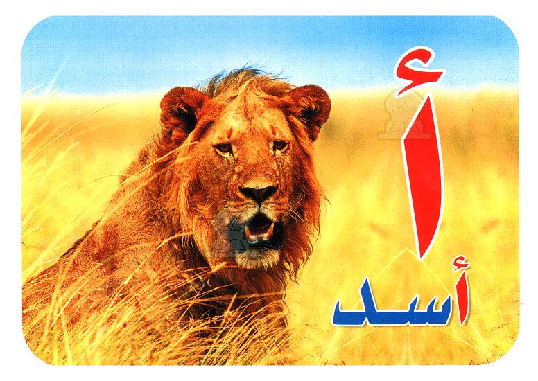 Pack de 28 cartes pour apprendre les lettres de l'alphabet arabes